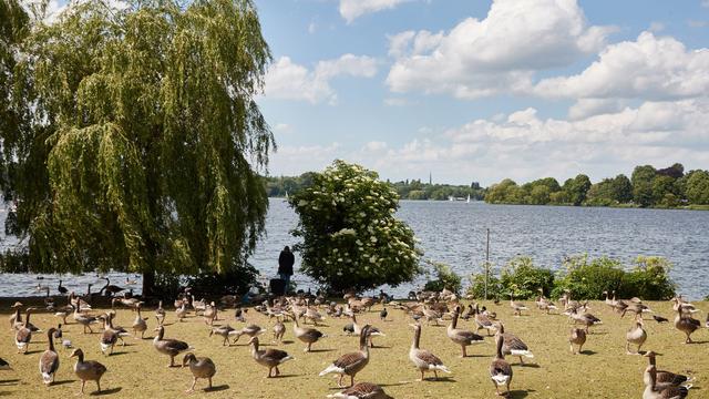 Brut- und Mauserzeit: Graugänse sorgen für Ärger auf Hamburgs Liegewiesen