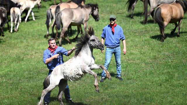 Bild: Tradition: Jubel und Hufschlag – 33 Wildpferd-Hengste gefangen