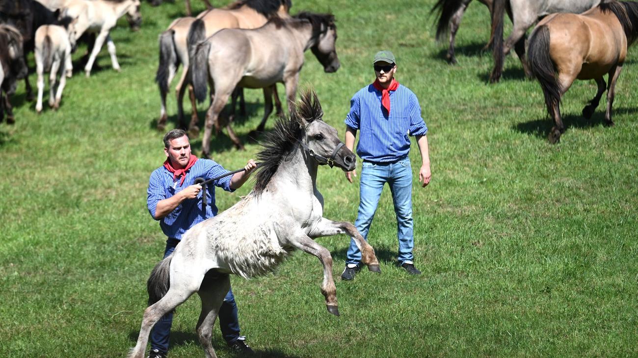 Tradition: Jubel und Hufschlag – 33 Wildpferd-Hengste gefangen
