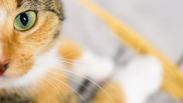 Plastikflasche fängt Feuer: Katzen schalten Herdplatten an und verursachen teuren Brand