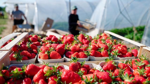 Saisontief: So günstig sind regionale Erdbeeren derzeit zu kaufen