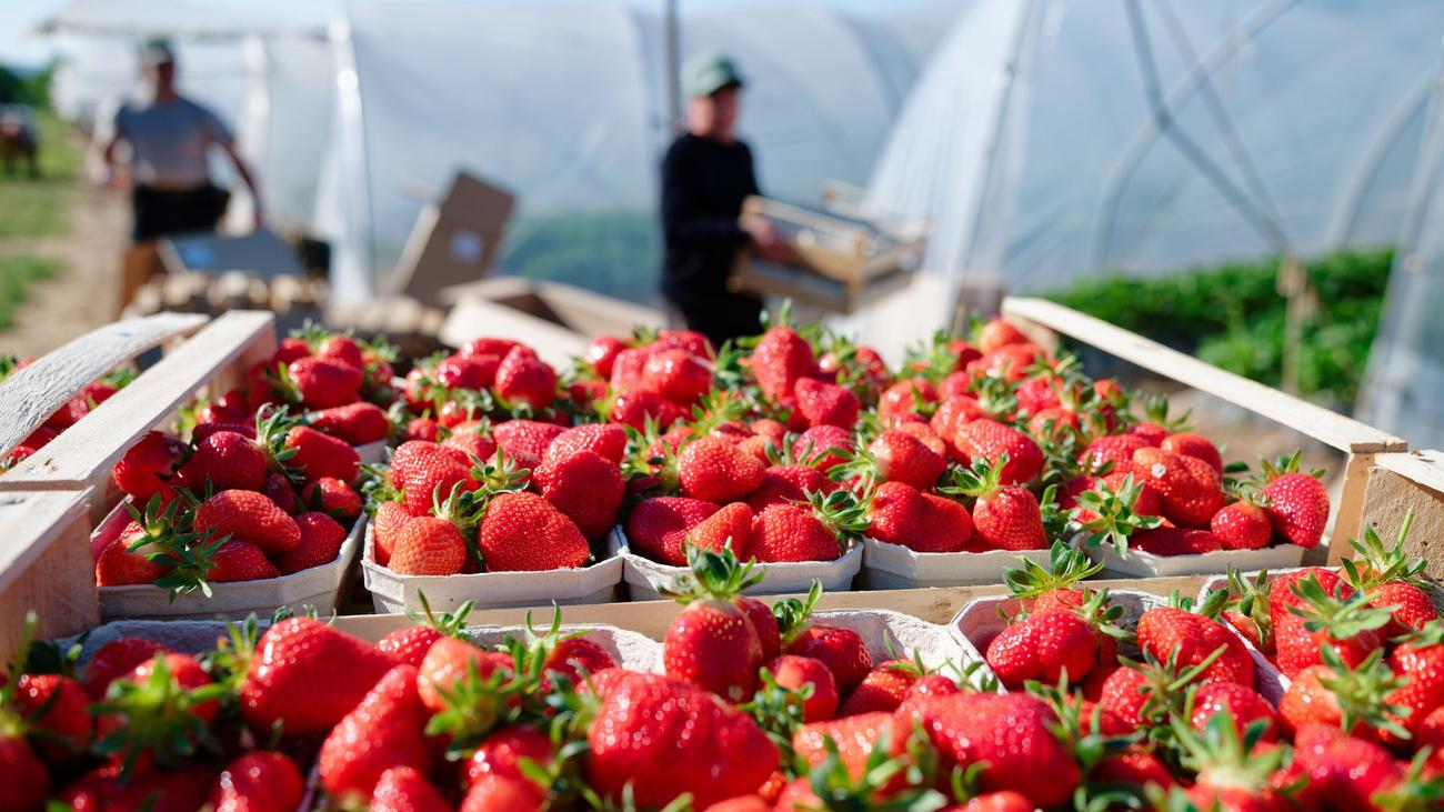 Saisontief: So günstig sind regionale Erdbeeren derzeit zu kaufen