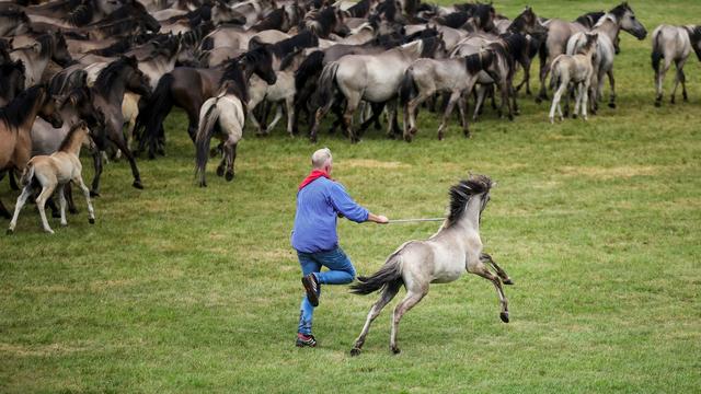 Tradition: Spektakel mit jungen Hengsten: Wildpferdefang im Münsterland