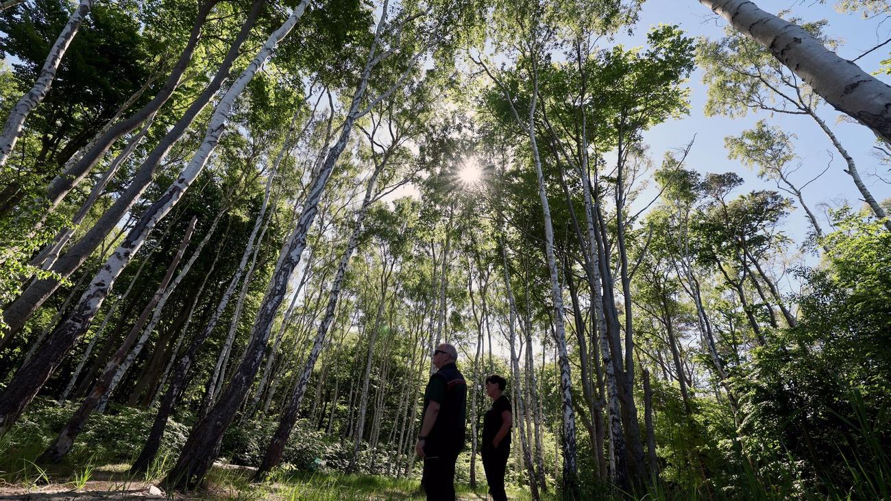 Wald im Wandel: «Kümmerer des Waldes»: Rostock fünf Tage Försterhauptstadt