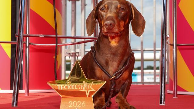 Tiere: Mehr als 250 Dackel sprinten bei Meisterschaft in Magdeburg