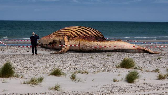 Kadaver vor dänischer Insel: Toter Buckelwal am Strand: Bald beginnt die Spurensuche
