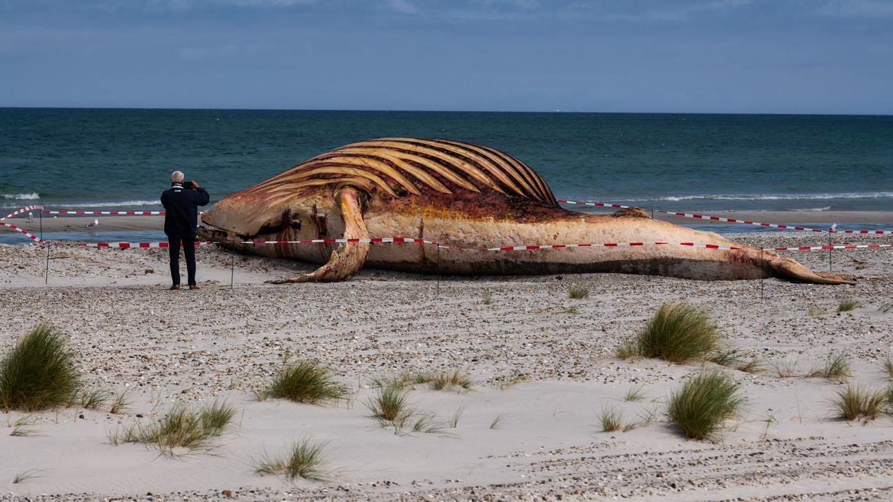 Kadaver vor dänischer Insel: Toter Buckelwal am Strand: Bald beginnt die Spurensuche