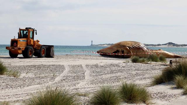 Buckelwal auf dänischer Insel: Metallplatten am Wal - Vorbereitung der Obduktion am Strand