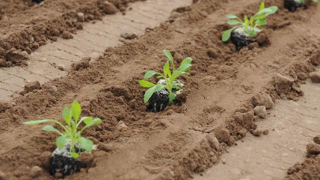 Wissensvermittlung: Technische Universität verschenkt Rucola- und Erbsenpflanzen