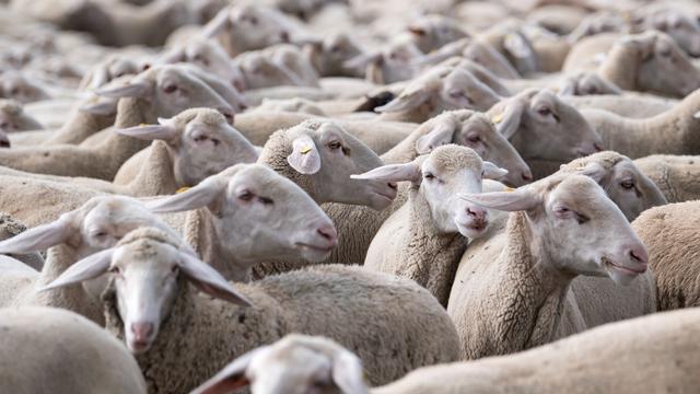 Unfälle: Wildtierangriff? Regionalzug fährt bei Döbeln in Schafherde