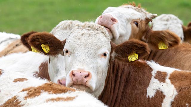 Escaped cows wander into German hospital emergency room
