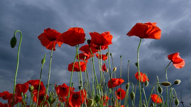 Fotografie: Bilder des Tages
