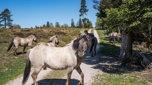 Helfer im Nationalpark: Diese Ponys haben eine wichtige Aufgabe im Schwarzwald