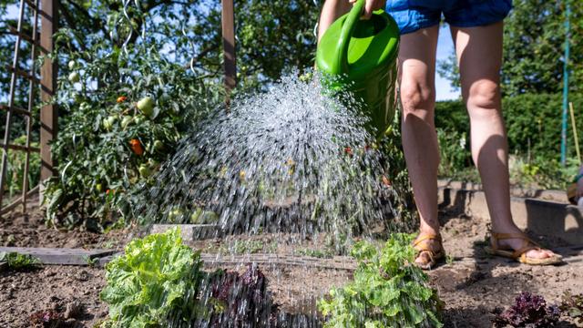 Freizeit und Umwelt: Fast jeder fünfte Kleingarten in Sachsen-Anhalt steht leer