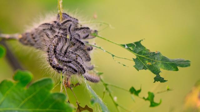 Eichenprozessionsspinner: Raupen-Alarm: Wie Experten Nester im Großen Garten entfernen