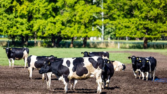 Tiertransporte im Fokus: Suche nach Viehdieben – Neue Polizeikontrolle in Brandenburg