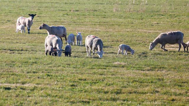 Viehdiebe: 25 Mutterschafe von Weide gestohlen - Lämmer bleiben zurück