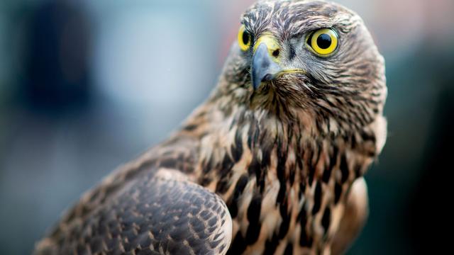 Tiere: Aggressiver Habicht löst Polizeieinsatz aus
