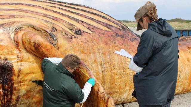 Humpback Whale on Anholt: Removal Expected Next Week