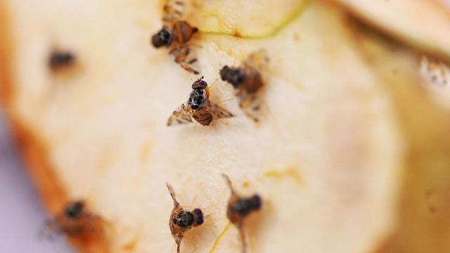 Agrar: Mittelmeerfruchtfliege könnte zum Superschädling werden