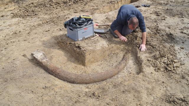 Steinzeit: Schnittspur am Knochen: Steinzeitmenschen verzehrten Mammut