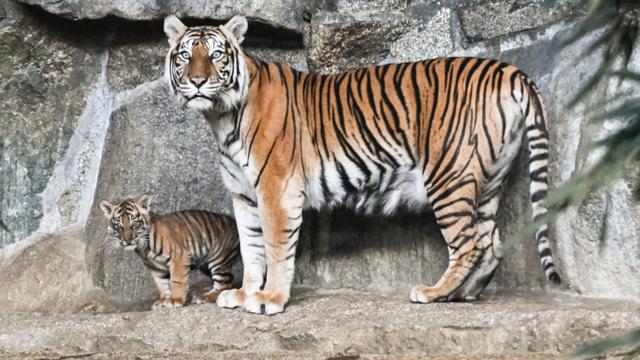 Freizeit: Tierpark litt 2025 erneut unter zu wenig Besuchern