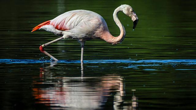 Und das bei uns in NRW: Von Flamingo bis Seeadler - Wo kann ich seltene Vögel sehen?