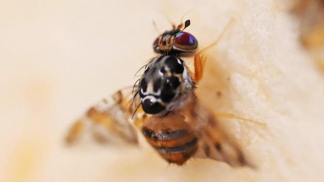 Agrar: Warum diese Fliege gefährlich werden könnte