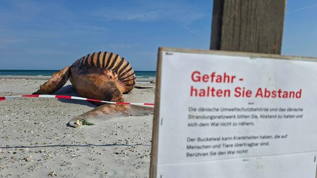 Walkadaver auf dänischer Insel: Woran starb der Buckelwal? Obduktion soll Rätsel lösen