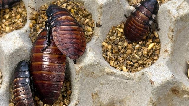 Verbotene Krabbeltiere: 100.000 Kakerlaken beschlagnahmt – Rekordfund in Australien