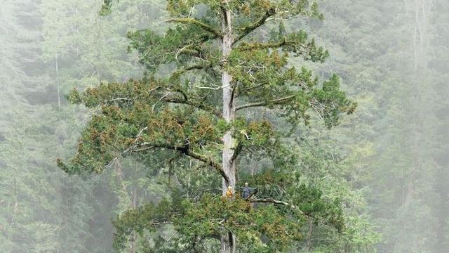 «Himmelsschwert»: 84 Meter: Höchster bekannter Baum Ostasiens steht in Taiwan