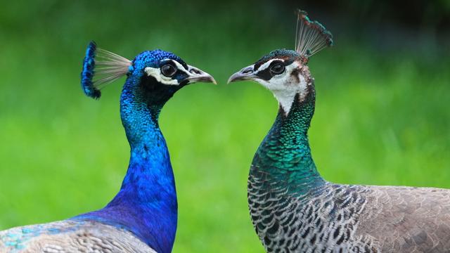 Tiere: Ausgebüxte Pfauen sorgen in Remagen für Aufsehen