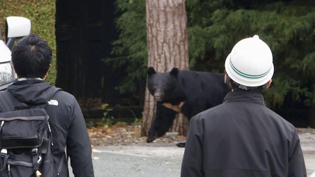 Tierischer Einsatz: Bär in Japan gelingt nach Angriff spektakuläre Flucht
