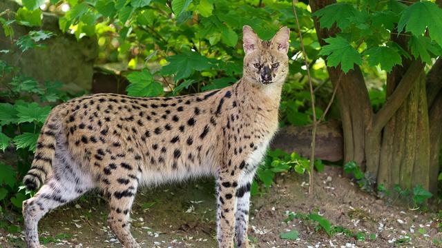 Suche von Zoo und Polizei: Serval gesucht - Afrikanische Wildkatze aus Zoo entlaufen