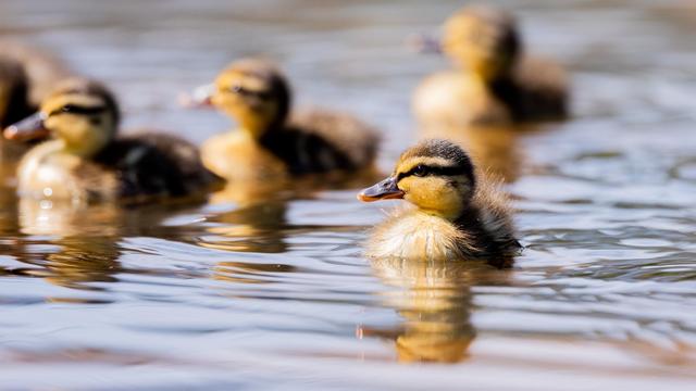 Tierischer Einsatz: Feuerwehr rettet Entenküken aus Schacht