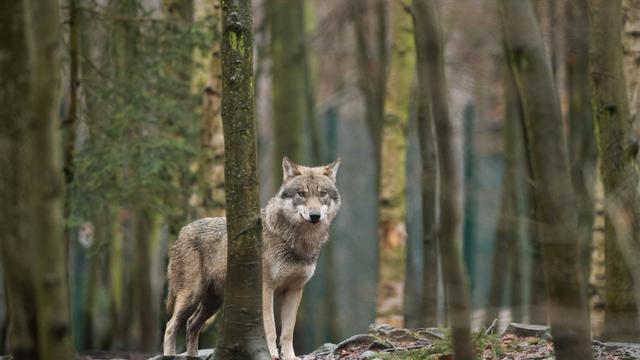 Bavarian herders start season with mixed feelings amid wolf fears