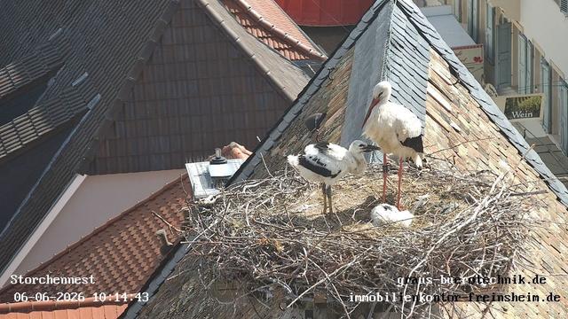 Behörde appelliert: Storchen-Küken tot - Plastikmüll als Urs