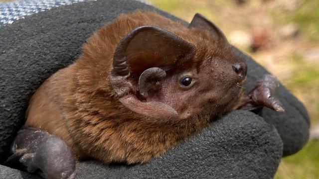 Fledermäuse in Brandenburg: Erster Nachweis: Größte Flederma