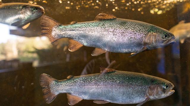 Statistik: Regenbogenforelle bleibt häufigster produzierter 