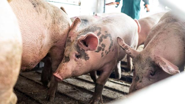 Aufnahmen im Schlachthof: Gericht: Tierschützer haften für h