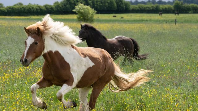 Tierschutzgesetz: Pferd durch Projektil verletzt