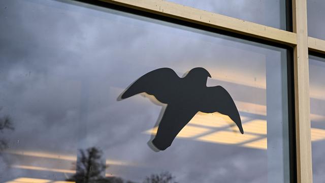Tierschutz: Senat gibt Tipps gegen Vogelschlag an Fenstern