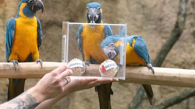 Papageien prophezeien: Tipp für Mexiko: Zoo Leipzig startet 