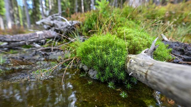 Klima- und Umweltschutz: Wenig naturnahe Moore - mehr Anstre