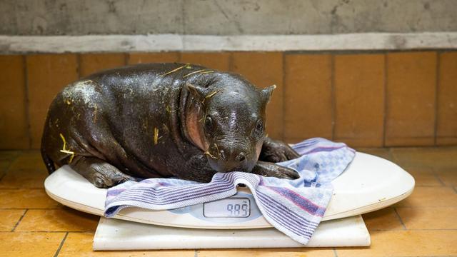 Tiere: Berliner Zwergflusspferd-Jungtier erkundet Außengeheg