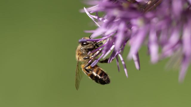 Eines von fünf Völkern: Bienenvolk in Gartenanlage vergiftet