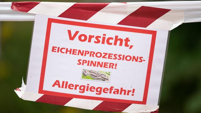 Kleine Raupe, große Gefahr: Eichenprozessionsspinner werden 