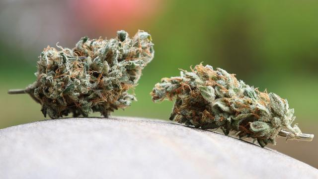 Durchsuchungen und Festnahme: Firmennetzwerk für Cannabis-Sc
