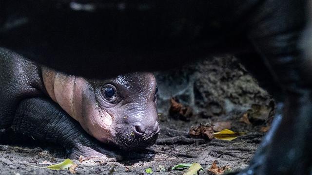 Tiere: Junges Zwergflusspferd aus Berlin heißt Brötchen