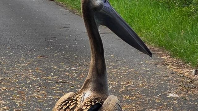 Wasservogel: Pelikan in Nordhessen gesichtet